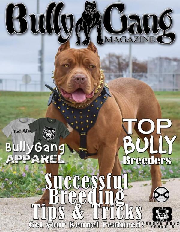 bully gang pitbulls
